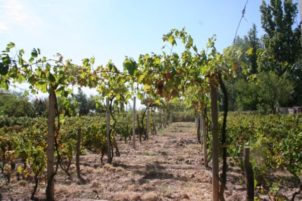 Im Weingebiet von Mendoza - eines der besten des Welt
