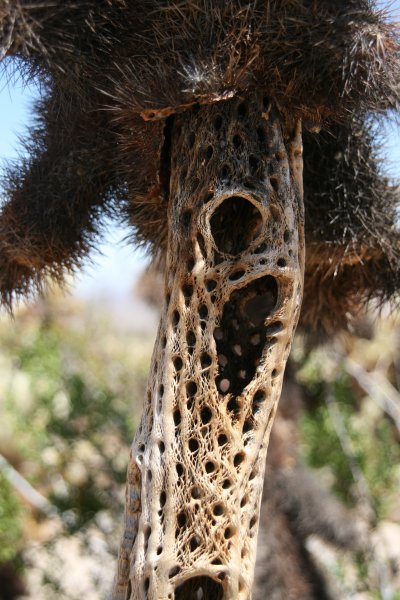 Skeletal insides of Teddy Bear Cactus