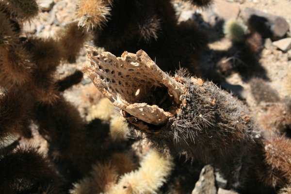 Downward view of cactus