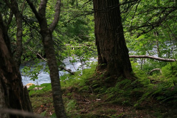River thru trees