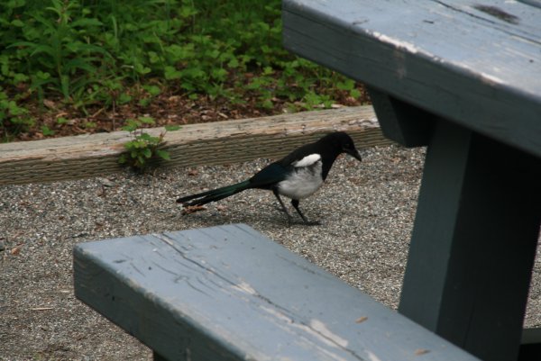 Magpie visitor at our camp site
