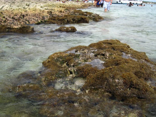 coral seashore