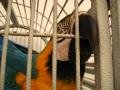 parrot in cage near Margaritavile