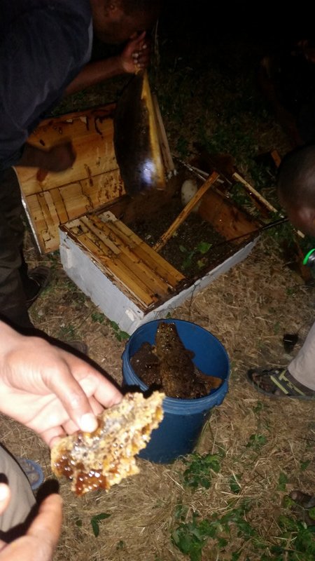 Honey Farming