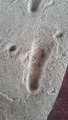 First Ever Human Footprint