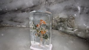 Ice flowers 