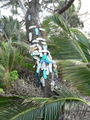Chilli Beach Thong Tree