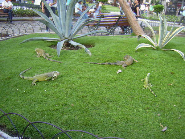 parque iguana