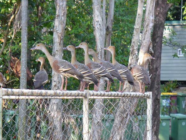 Ducks Lined Up
