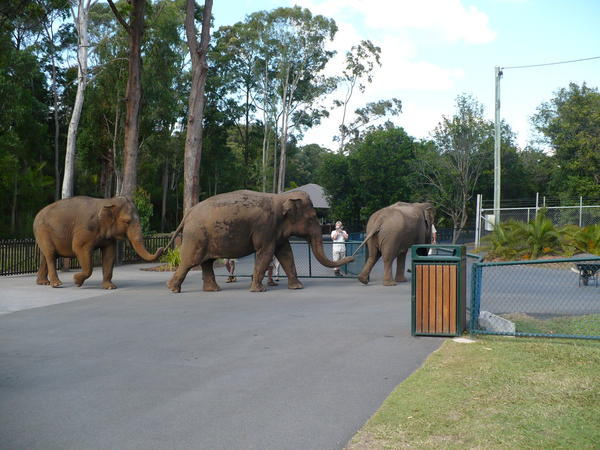 Australian Zoo