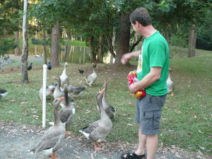 Andreas feeding the geese at the campervan park