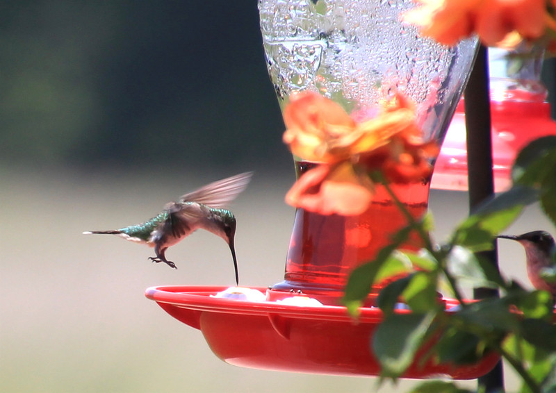 First hummingbird