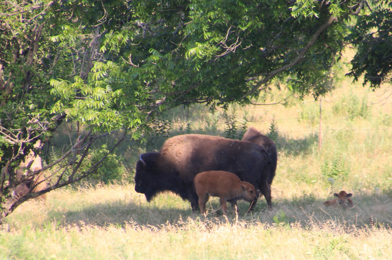 Bison and 2 babies