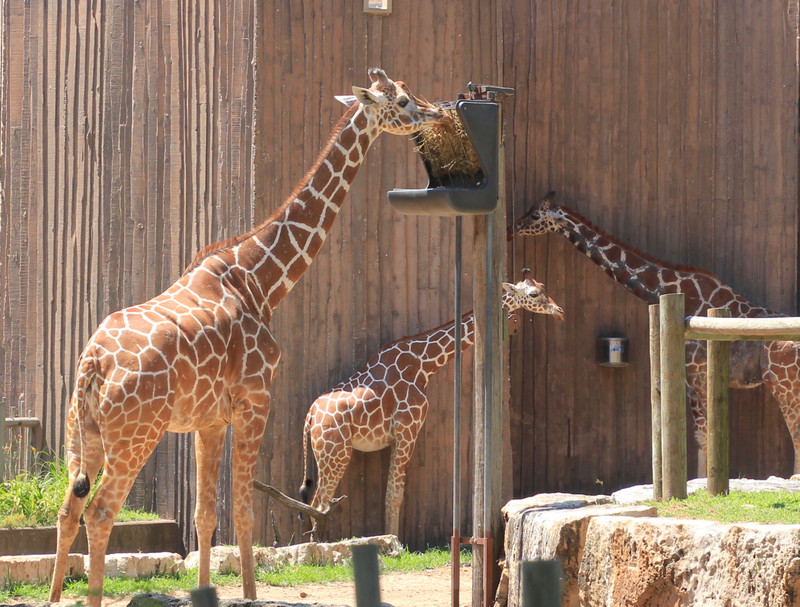 Giraffes x  3.