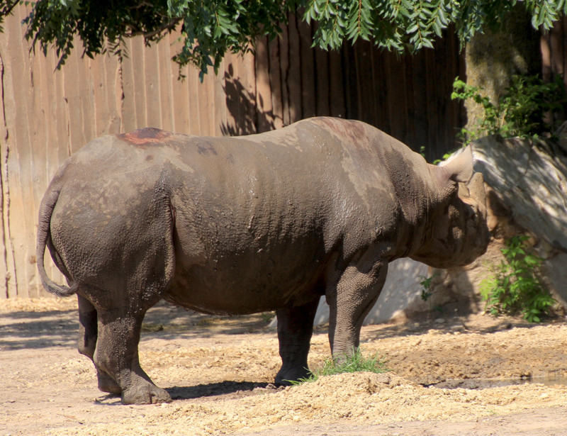 Rhino.
