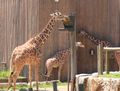 Giraffes x  3.