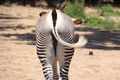 Zebra tail.