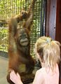 Sammy and the baby Orangutan