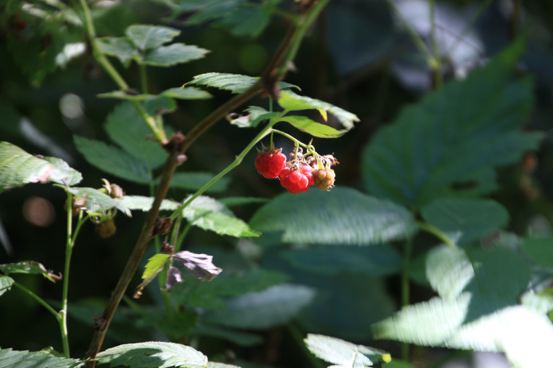 Wild raspberries .