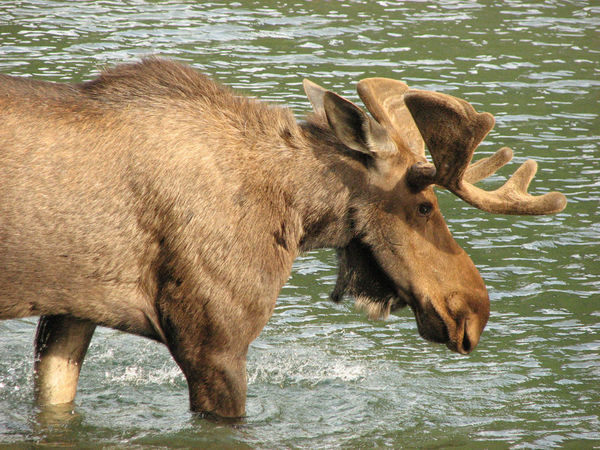 Moose at Fishercap Lake