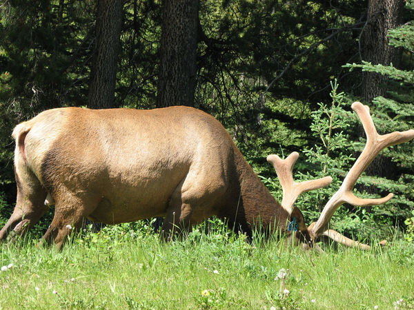 Elk on the Bow Valley Parkway