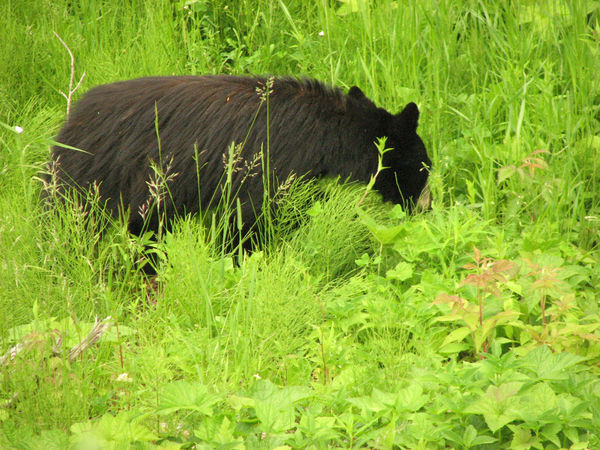 Bear off the Yellowhead Hwy