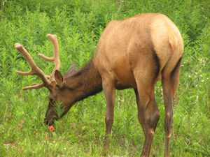 Elk on the Roadside in Jasper