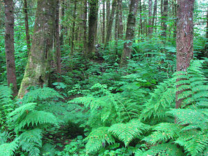 Rain Forest at Pr. Rupert