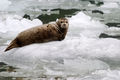 Harbor Seal on Floating Ice