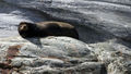 Sea Lion Sunbathing