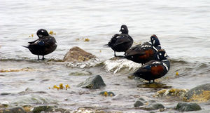 Harlequin Ducks at Shrine of St. Therese