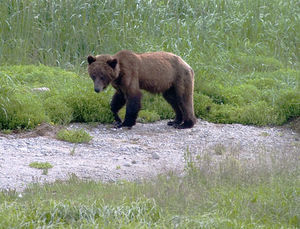 Grizzley Bear at Haines