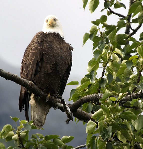 Nesting Female Eagle