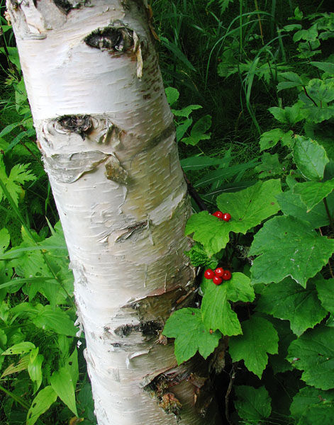Berries are plentiful in Alaska