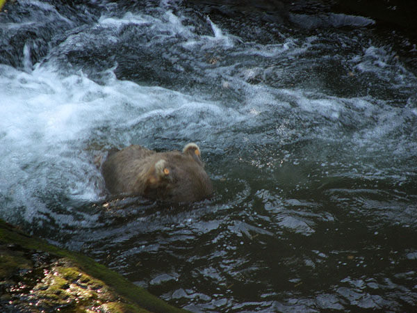 Mama Bear Fishing at the Bottom of the Falls