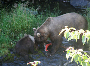 Dinner Time for Mama Bear and Baby