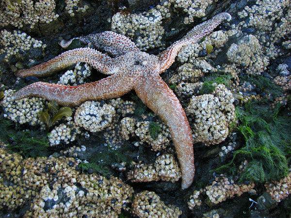 Another type of Sea Star