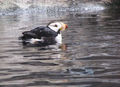 Birds from the Alaska Sealife Center