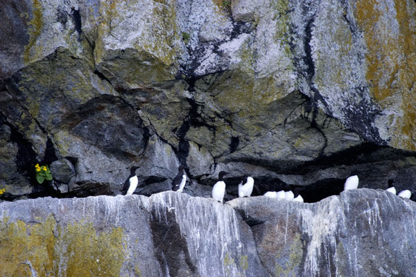 Common Murres at Home