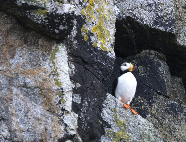 Horned Puffin on the rocks