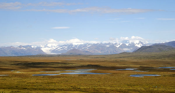 Tundra Views