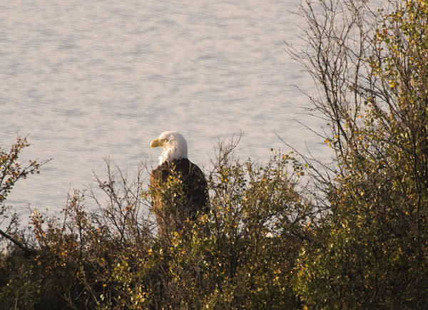 Eagle Sitting By Lake