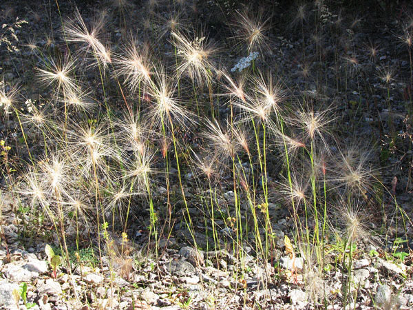 Autumn Grasses in the Sun