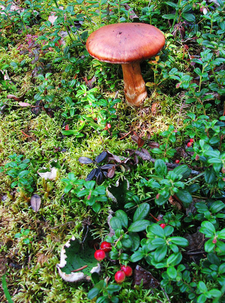 Mushrooms and Berries Cover the Ground