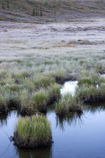 Frost on the Marsh Grass