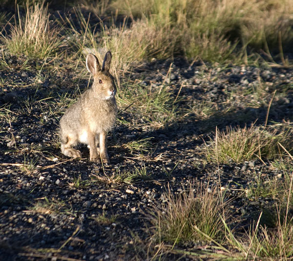 A Brighteyed Arctic Hare