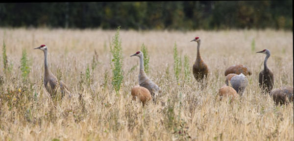 Sandhill Cranes at Creamer's Field