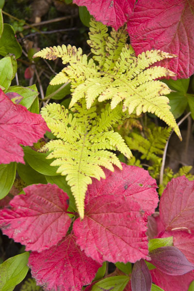 Fern and Cranberry Leaves