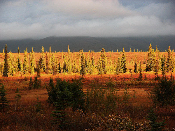 Scenes Off the Park Highway