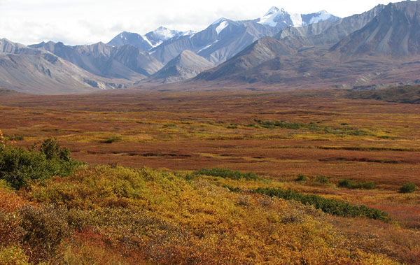 Autumn Colors on the Tundra